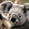 Koala.jpg Koala.jpg