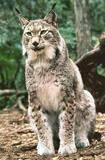 Фотография Felis_Lynx