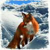 Фотография FOXFSB