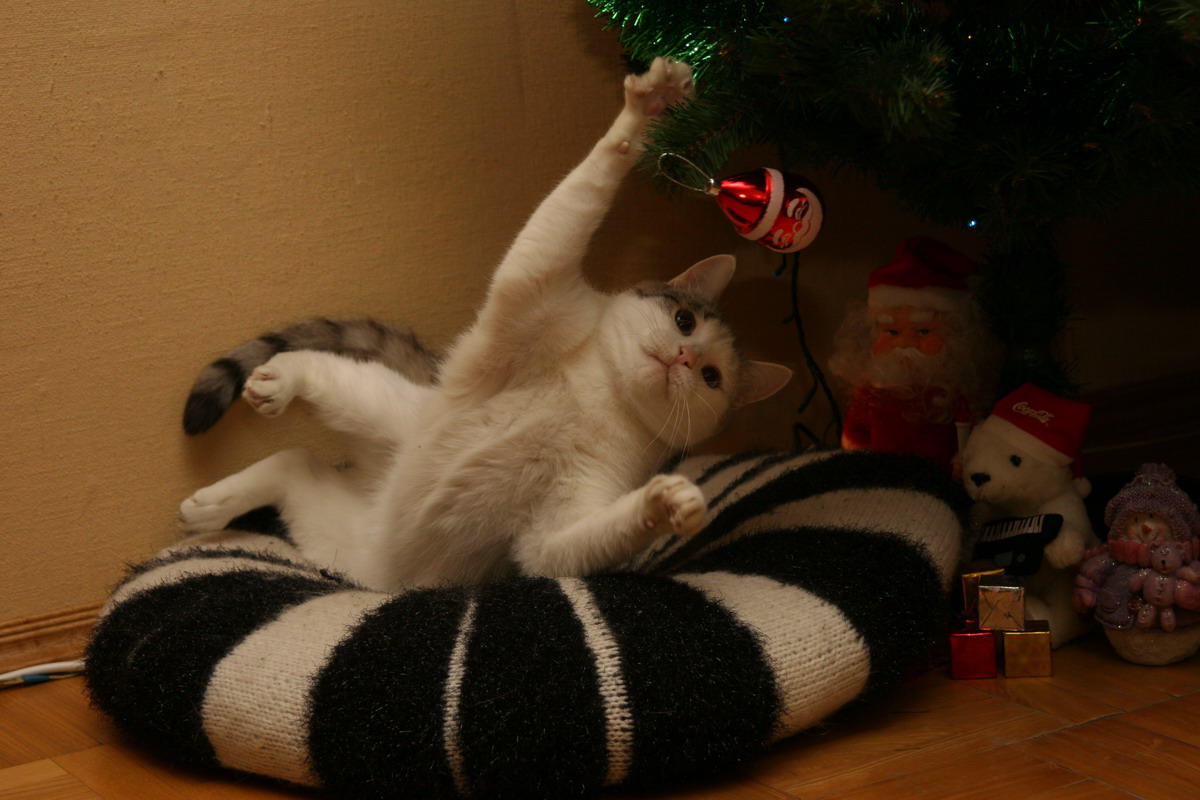IMG 8985 IMG 8985