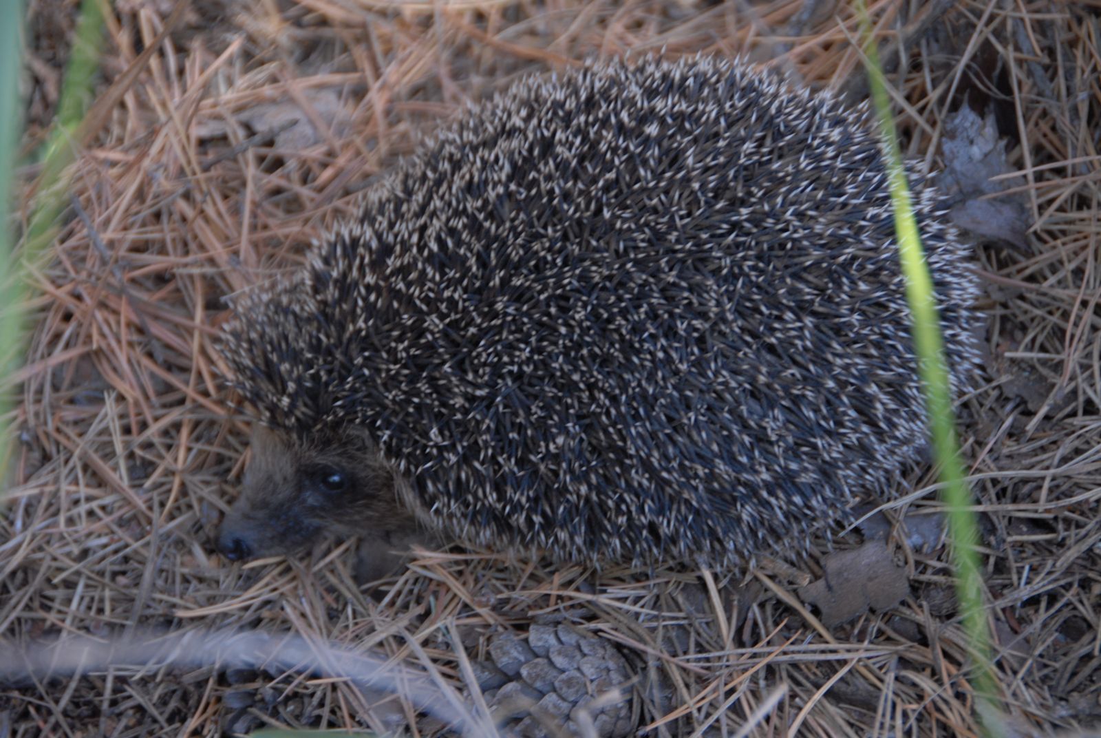 Осенний ёжик