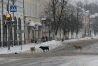 IMG_7287.JPG