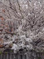 IMG_20140428_151925.jpg