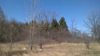 Bronte park.jpg