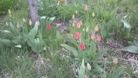 WP_20170410_18_26_00_Pro1.jpg