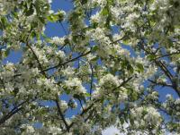 May flowers 7.jpg