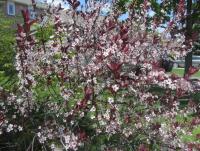 May flowers 6.jpg