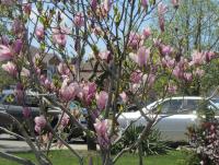 May flowers 9.jpg