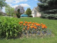 May flowers 5.jpg