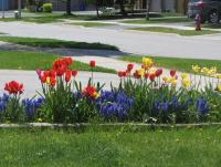 May flowers 4.jpg