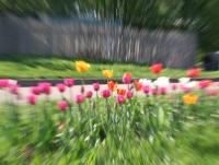 flowers.jpg