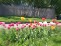 flowers1.jpg