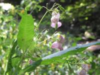 IMG_5899.JPG