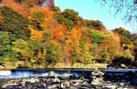 fall colours.jpg
