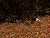 котейки.JPG