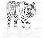 Фотография White_Tiger 43RUS