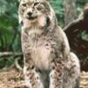 Фотография Felis_Lynx
